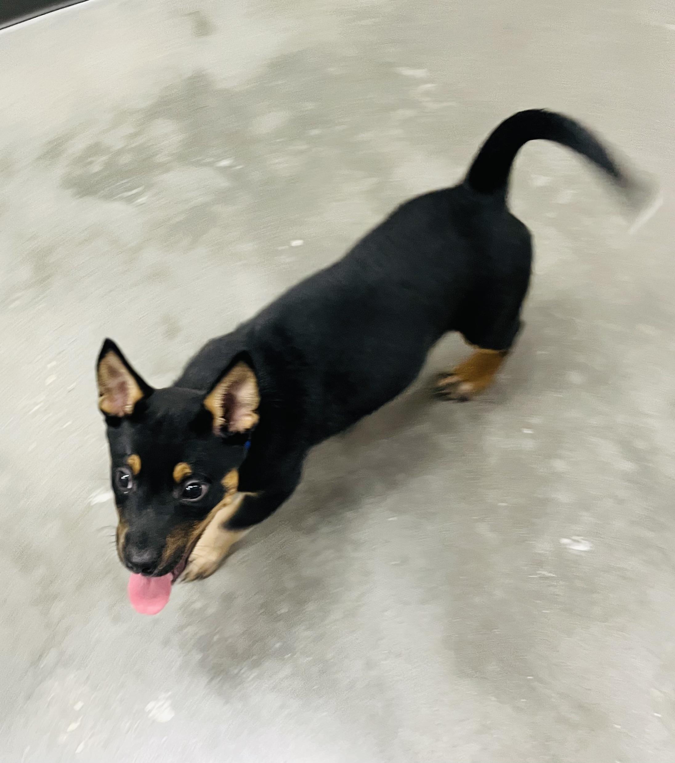 Enlarge Cindy Lou, an adopted mixed breed in Seabrook, TX image 5/5