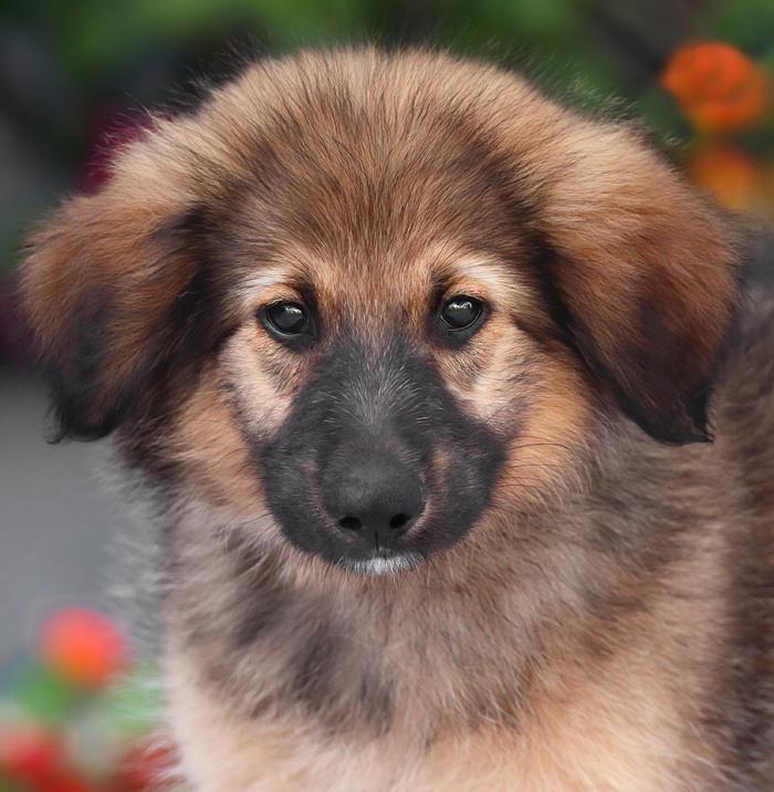 Baloo von Bexbach, adopted, Puppy Male German Shepherd Dog.