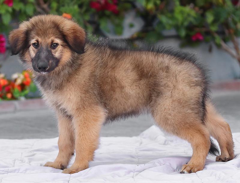 Enlarge Baloo von Bexbach, an adopted mixed breed in Los Angeles, CA image 5/6