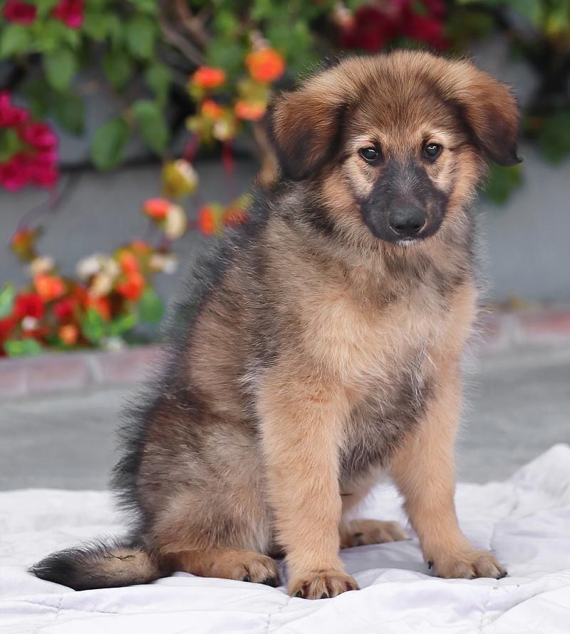 Enlarge Baloo von Bexbach, an adopted mixed breed in Los Angeles, CA image 4/6