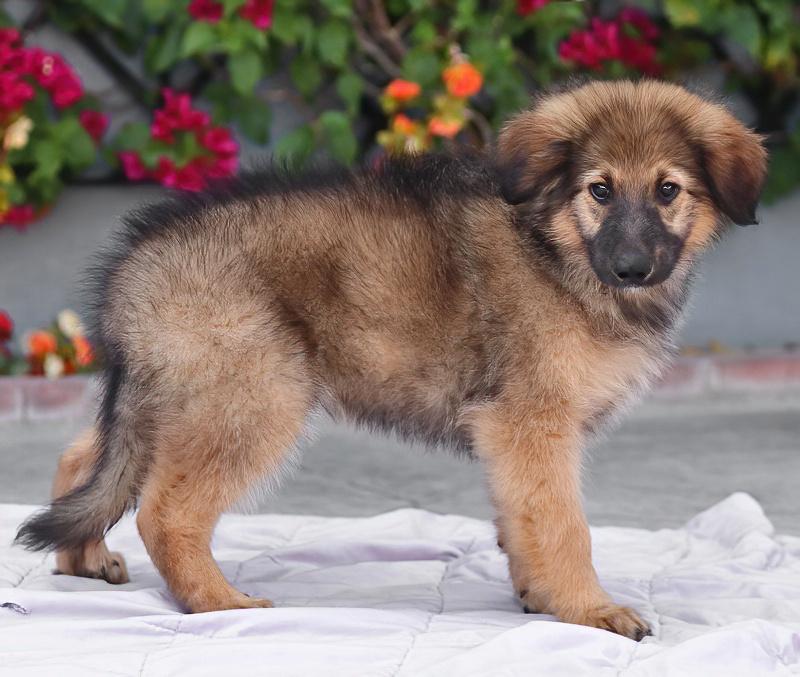 Enlarge Baloo von Bexbach, an adopted mixed breed in Los Angeles, CA image 6/6