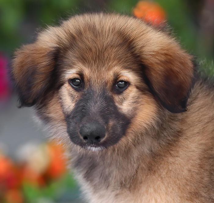 Enlarge Baloo von Bexbach, an adopted mixed breed in Los Angeles, CA image 3/6