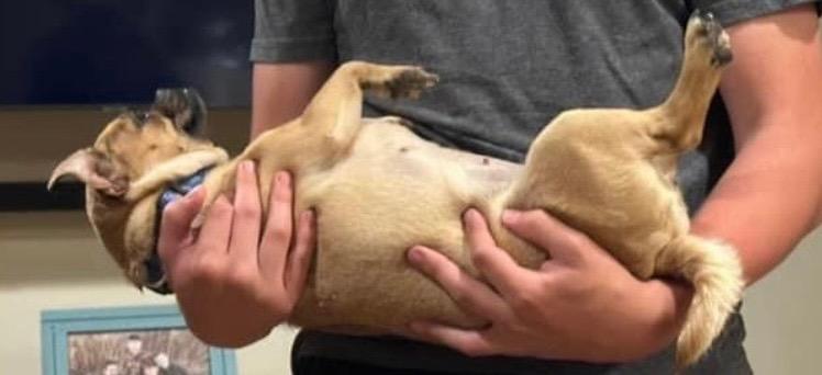 Charlotte aka Puchi, Adopted, Adult Female Pug & Mixed Breed.