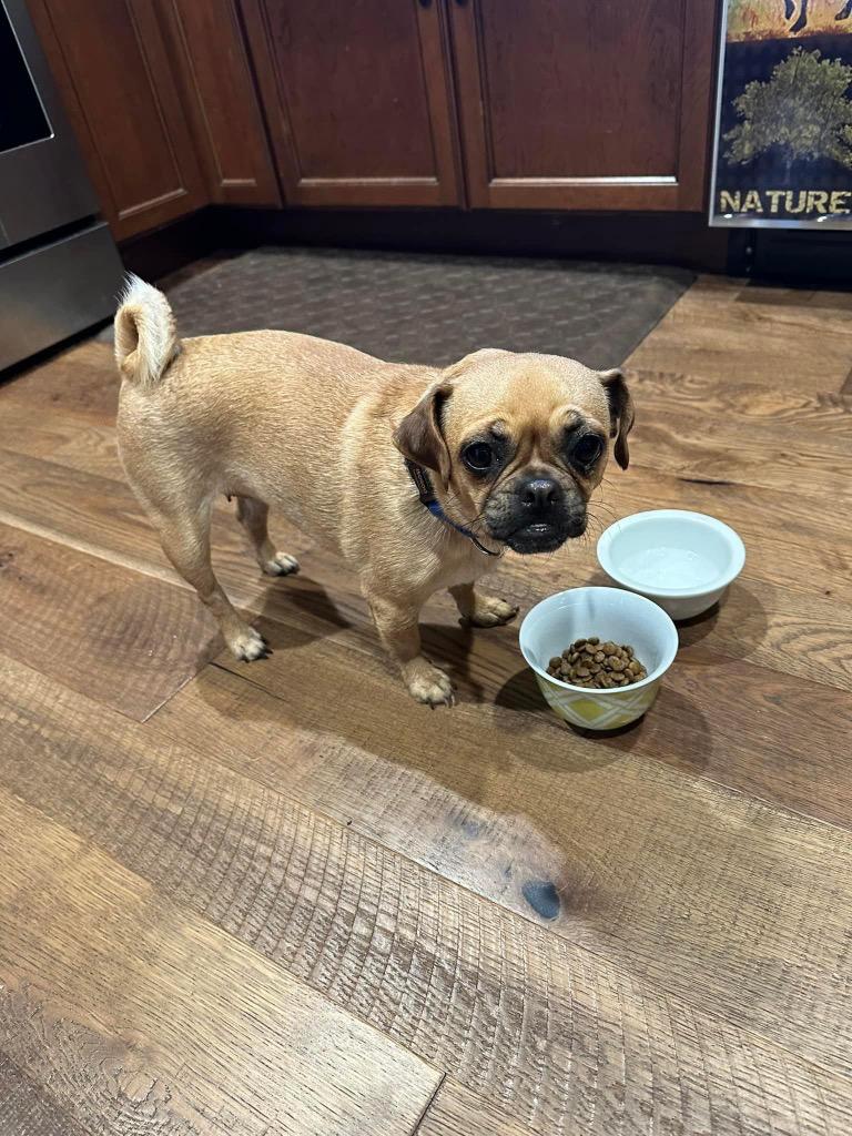 Enlarge Charlotte aka Puchi, a Adopted mixed breed in Bristol, WI image 3/6