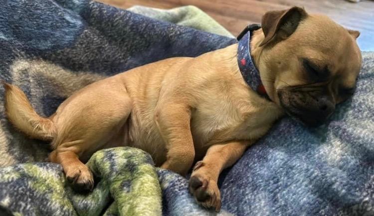 Enlarge Charlotte aka Puchi, a Adopted mixed breed in Bristol, WI image 4/6