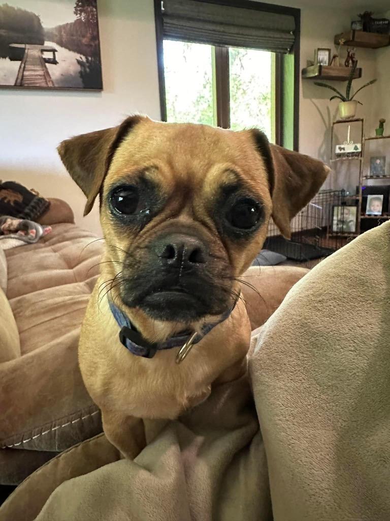 Enlarge Charlotte aka Puchi, a Adopted mixed breed in Bristol, WI image 5/6