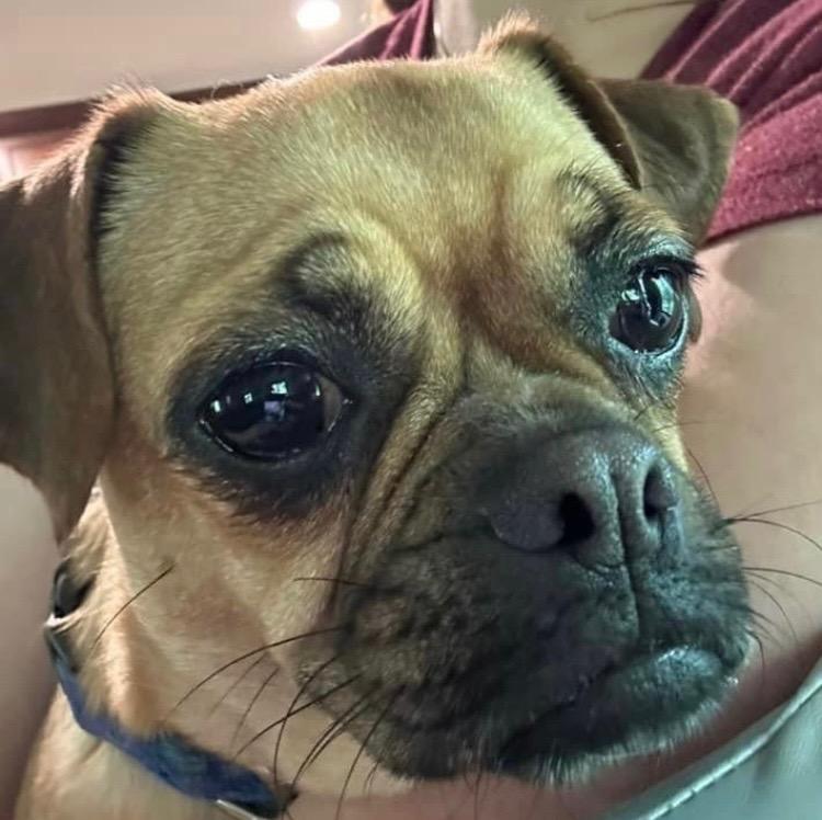 Enlarge Charlotte aka Puchi, a Adopted mixed breed in Bristol, WI image 6/6