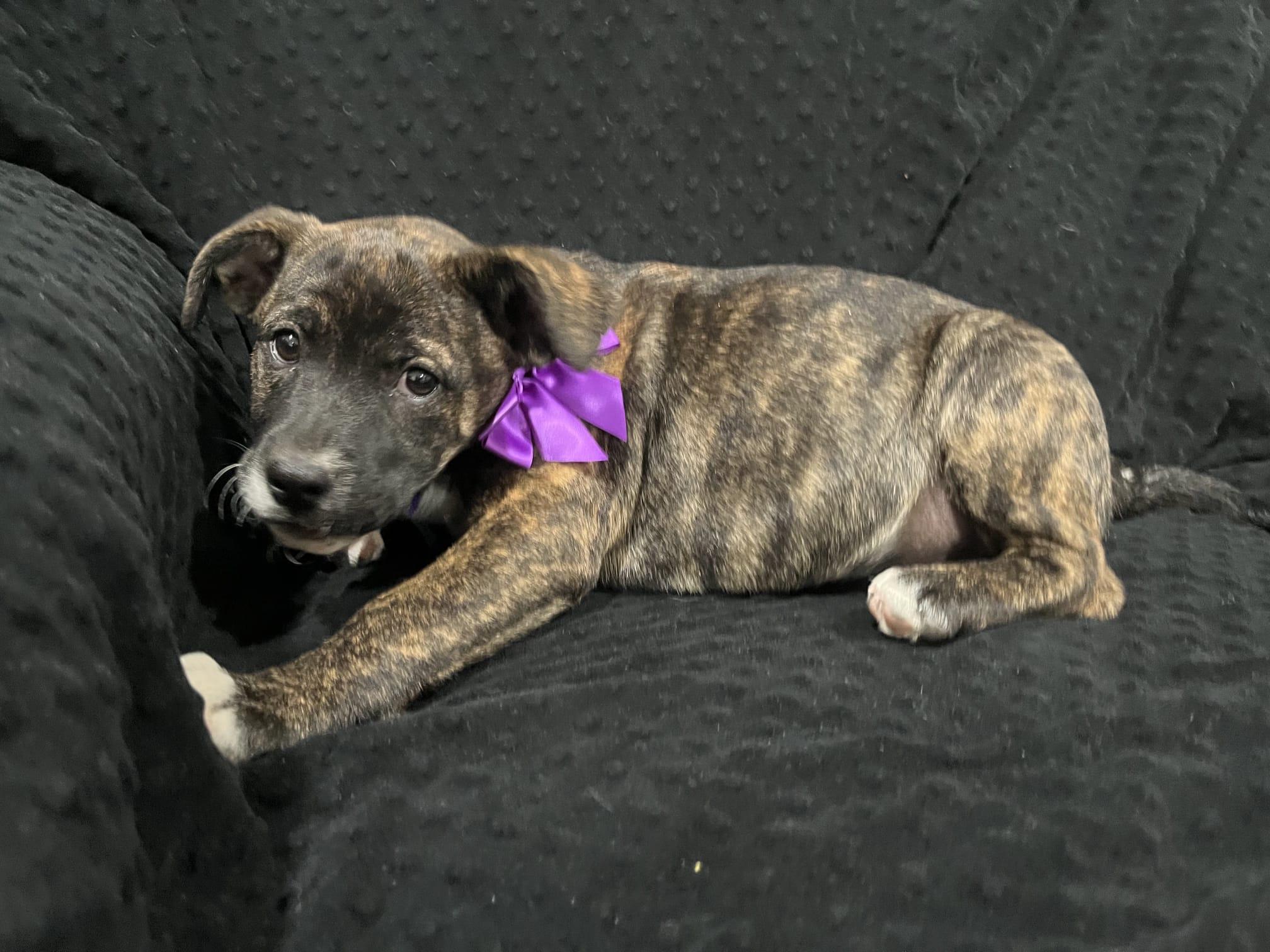 Gertrude thumbnail 2