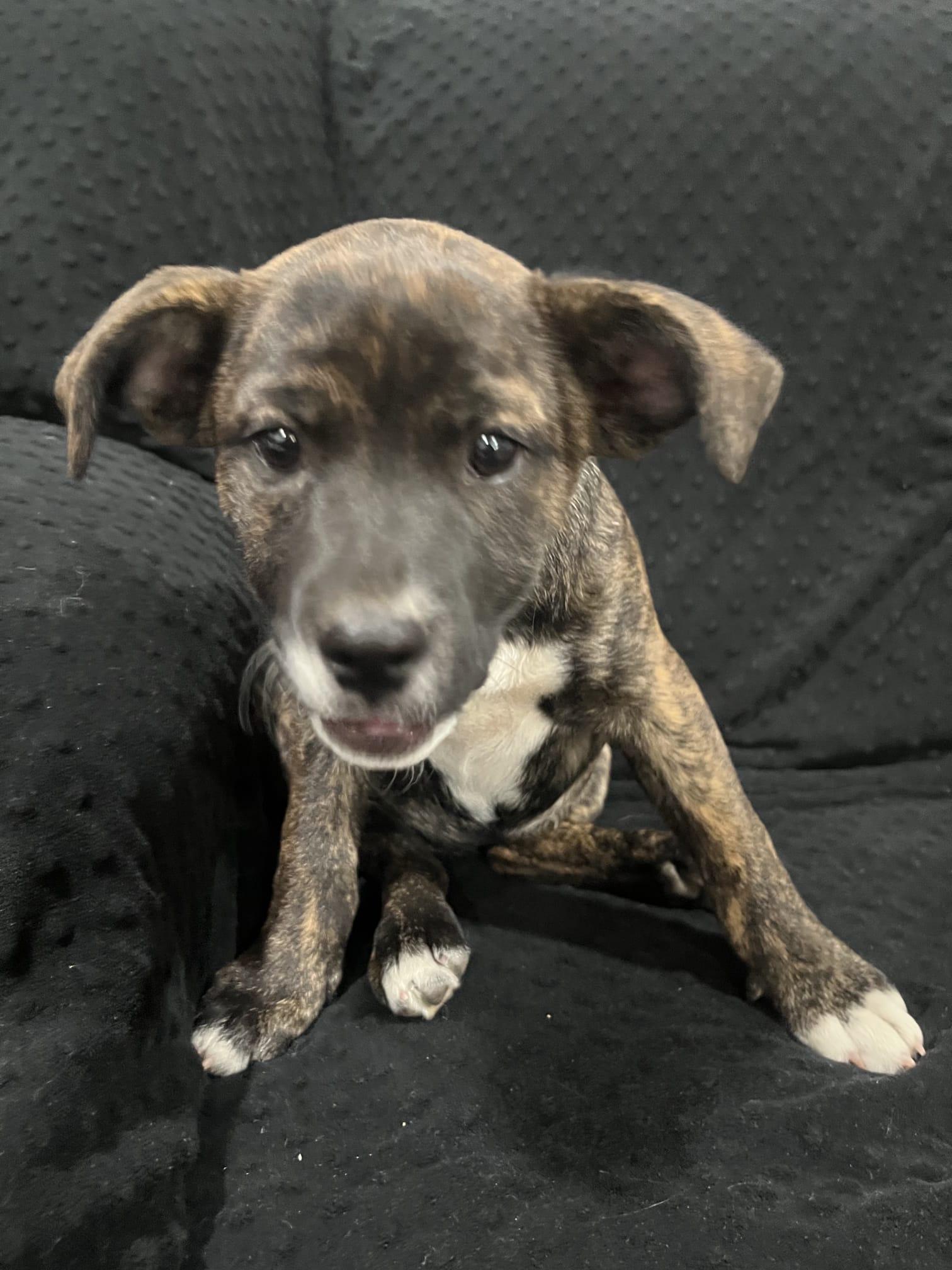 Gertrude thumbnail 5