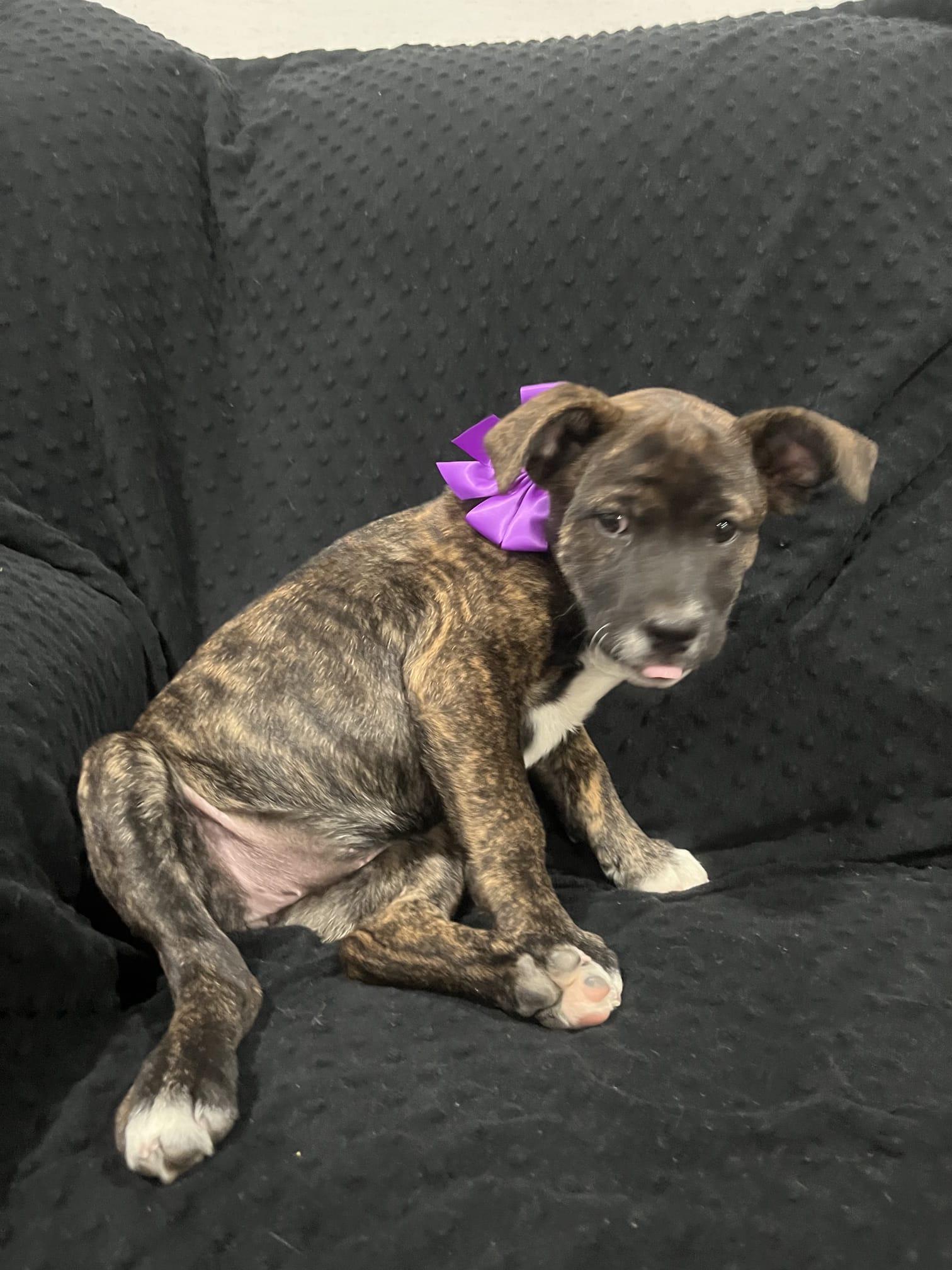 Gertrude thumbnail 6