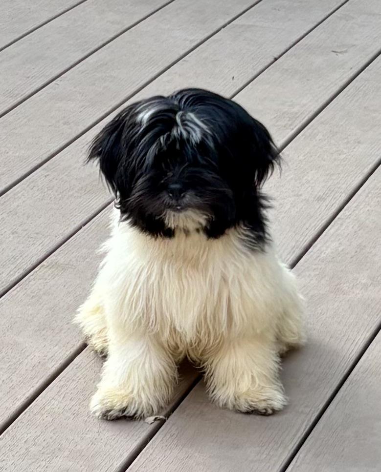 Enlarge Sweetpea, a Adopted mixed breed in Paramus, NJ image 1/1