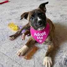 Enlarge Chantilly Lace, a Adoptable mixed breed in Delaware, OH image 1/6
