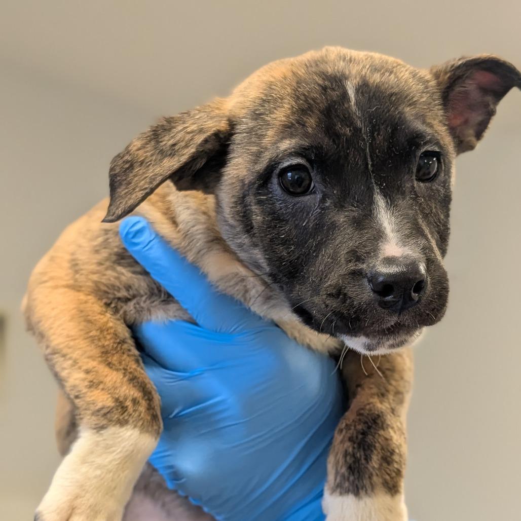 Enlarge Chantilly Lace, a Adoptable mixed breed in Delaware, OH image 2/6