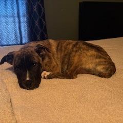 Enlarge Chantilly Lace, a Adoptable mixed breed in Delaware, OH image 3/6