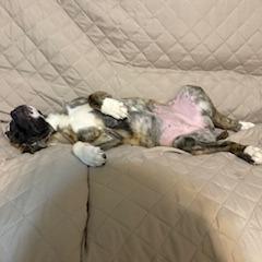 Enlarge Chantilly Lace, a Adoptable mixed breed in Delaware, OH image 4/6