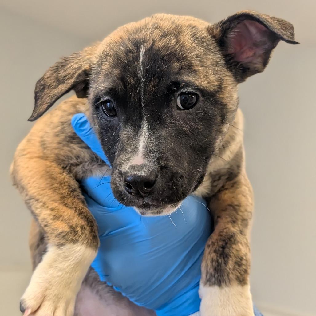 Enlarge Chantilly Lace, a Adoptable mixed breed in Delaware, OH image 5/6