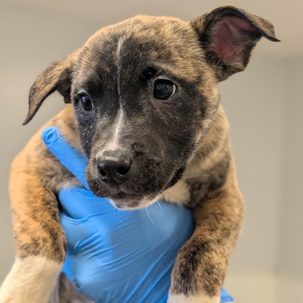 Enlarge Chantilly Lace, a Adoptable mixed breed in Delaware, OH image 6/6