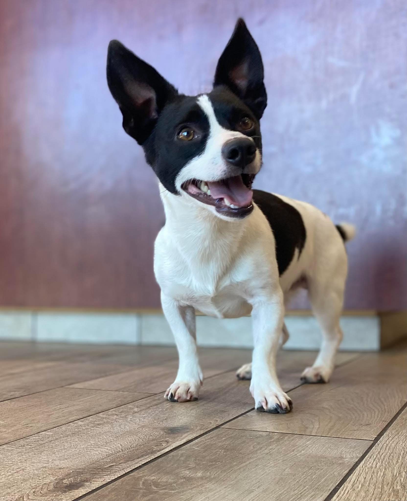 Javi, ADOPTABLE, Adult Male Jack Russell Terrier.