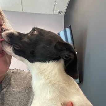 Enlarge Javi, a ADOPTABLE mixed breed in Fort Wayne, IN image 2/2