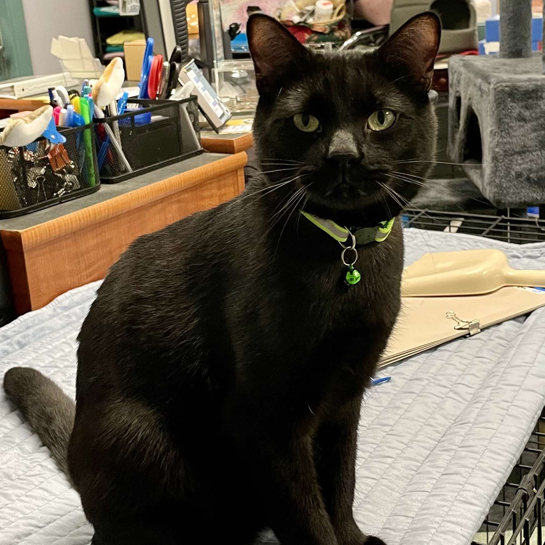 Reyes, Adopted, Adult Male Domestic Short Hair.