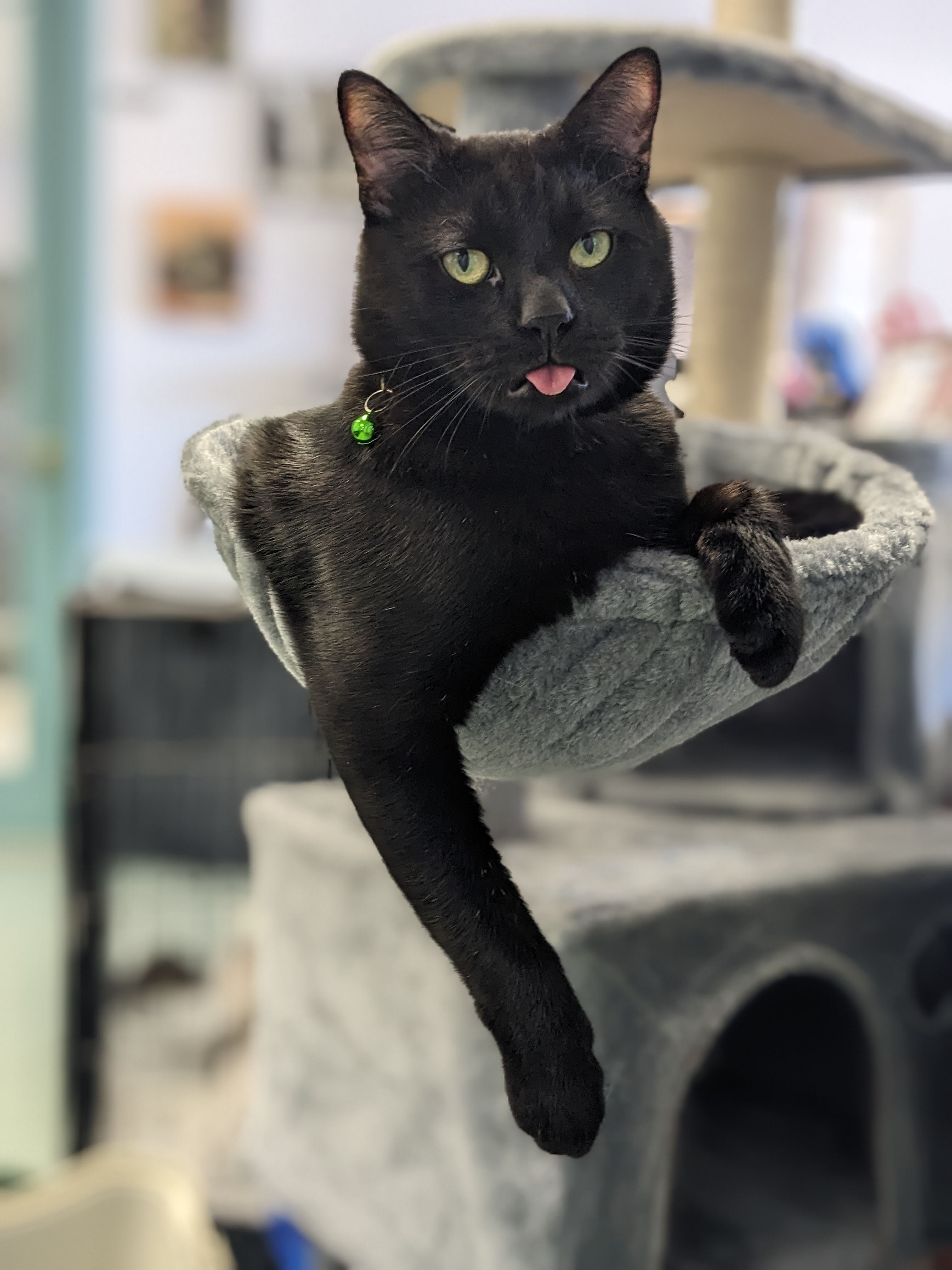 Enlarge Reyes, a Adopted Domestic Short Hair in Medford, OR image 2/2