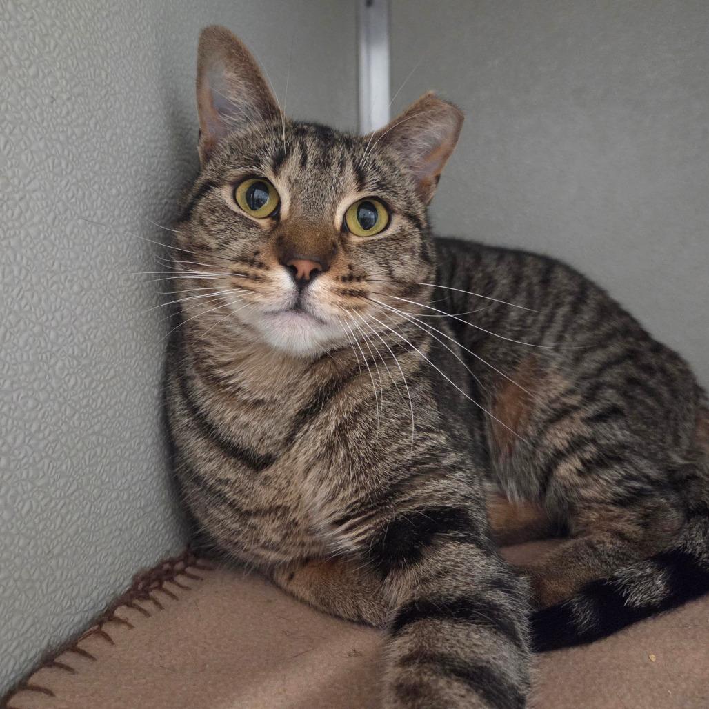 Meighya, Adoptable, Adult Female Domestic Short Hair.