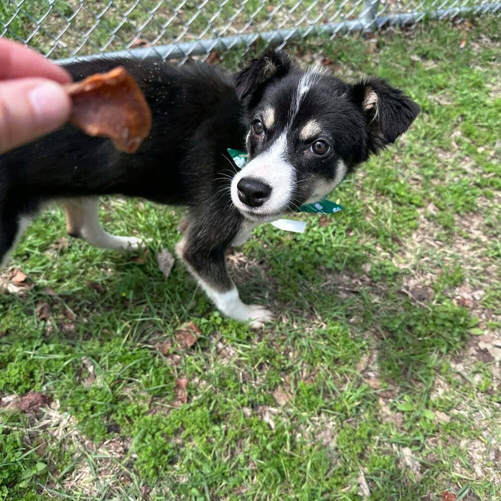 Teddy, Adoptable, Young Male Border Collie & Husky.