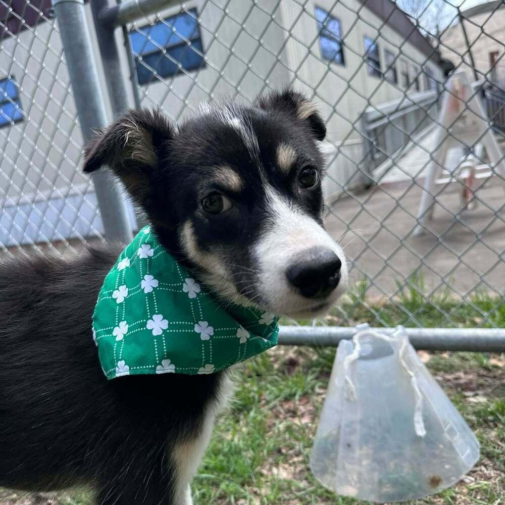 Enlarge Teddy, a Adoptable mixed breed in Aurora, CO image 2/6
