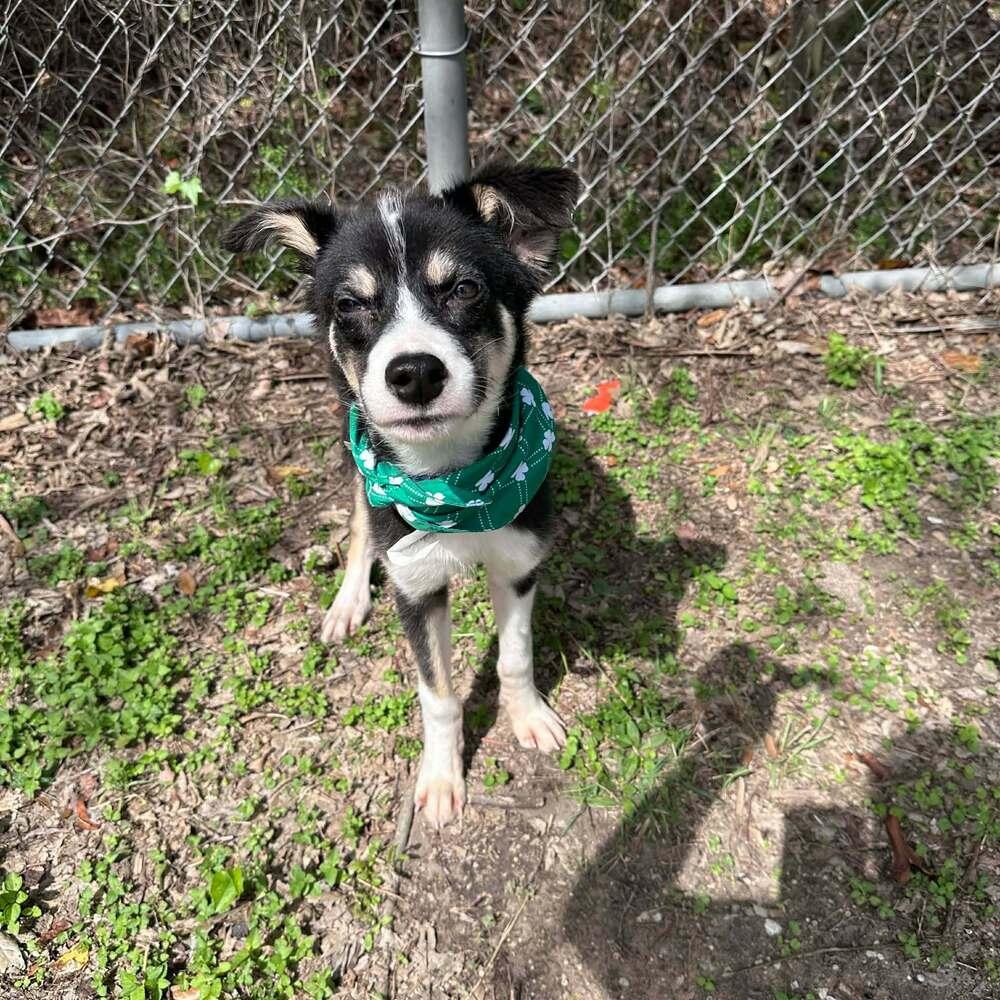 Enlarge Teddy, a Adoptable mixed breed in Aurora, CO image 4/6