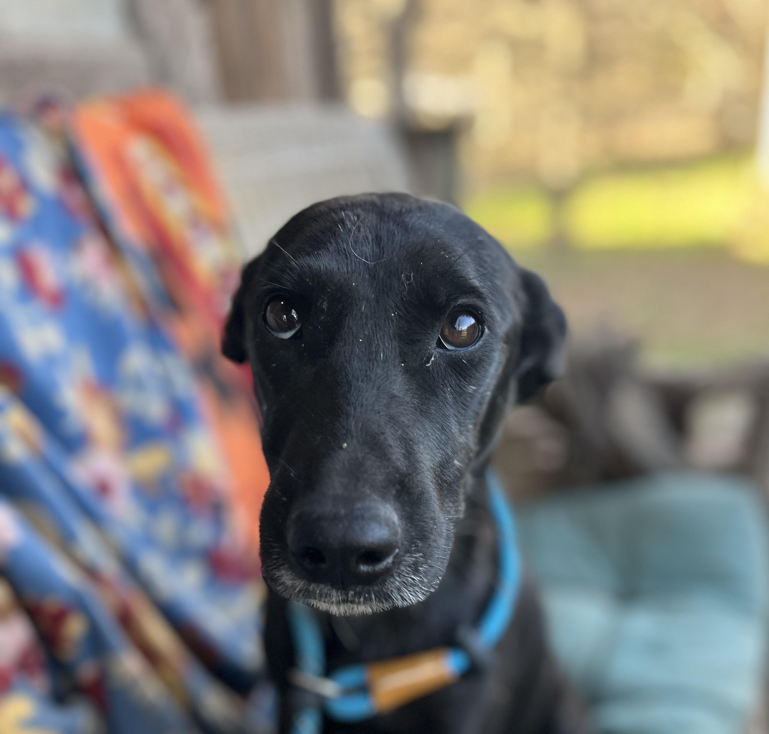 Enlarge Gigi, an adoptable mixed breed in Robbinsville, NJ image 1/3