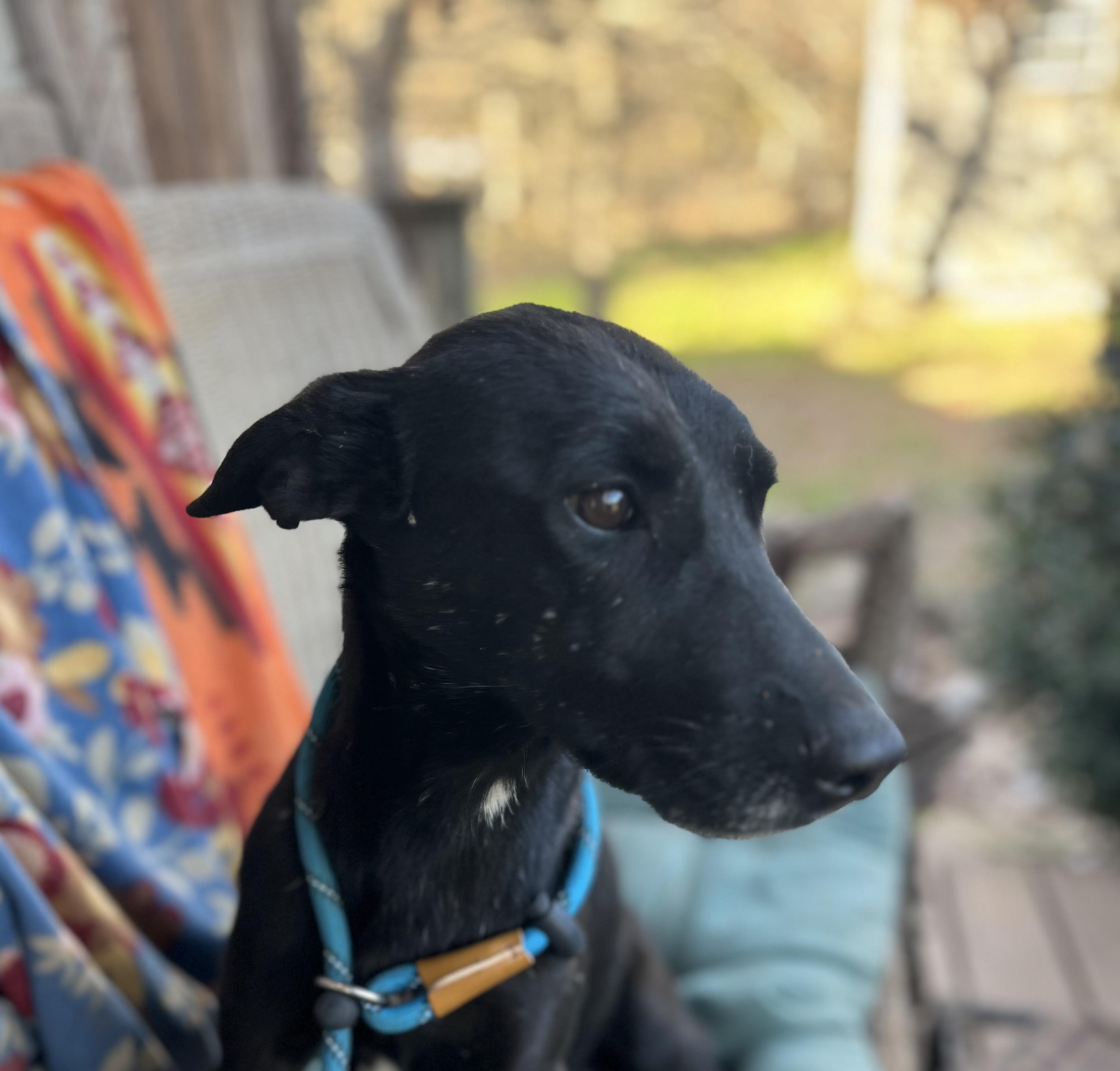 Enlarge Gigi, an adoptable mixed breed in Robbinsville, NJ image 2/3