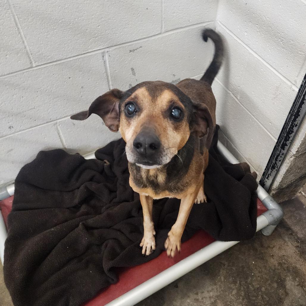 Rufus, Adoptable, Senior Male Mountain Cur.