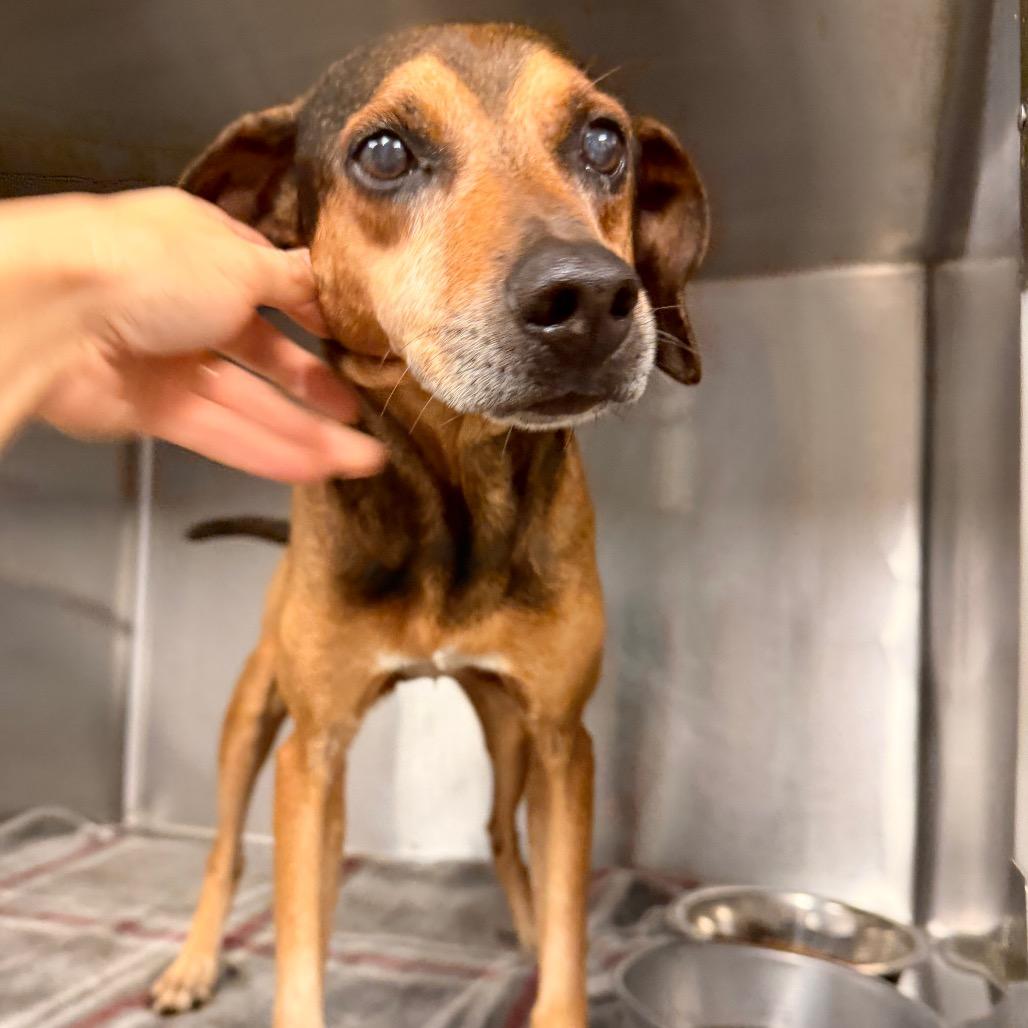 Enlarge Rufus, a Adoptable Mountain Cur in Evensville, TN image 2/6