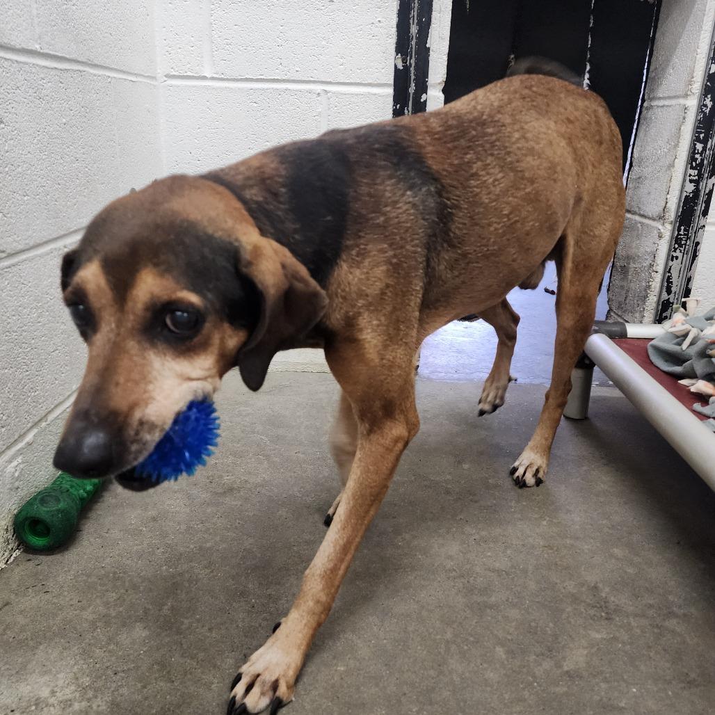 Rufus, a Adoptable Mountain Cur in Evensville, TN image 2/5