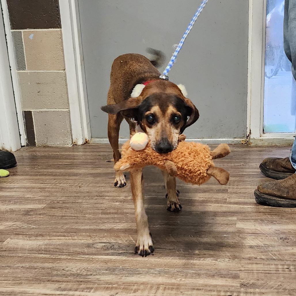 Rufus, Adoptable, Senior Male Mountain Cur.
