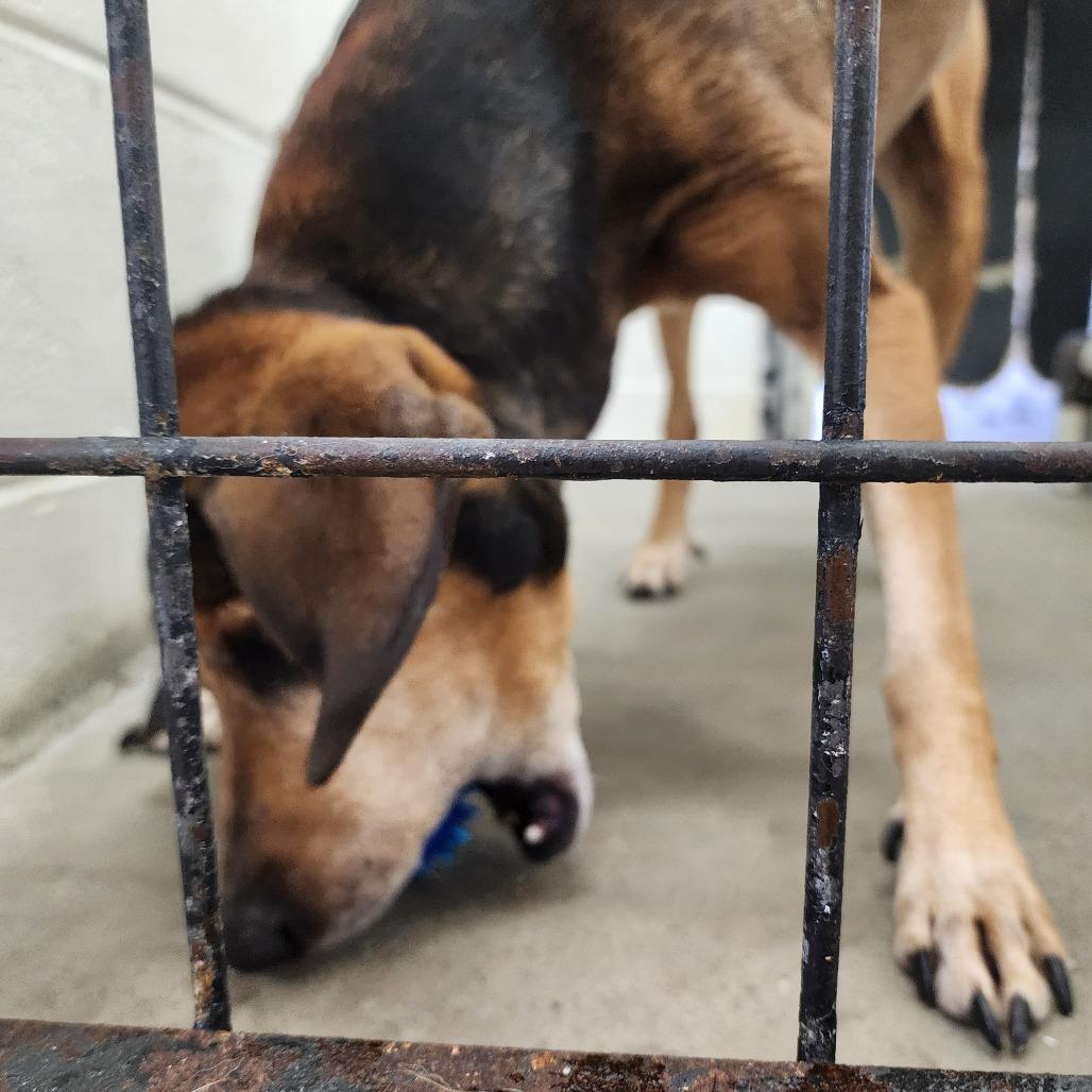 Enlarge Rufus, a Adoptable Mountain Cur in Evensville, TN image 4/6