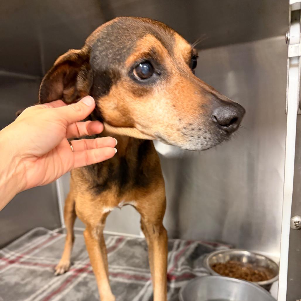 Rufus, a Adoptable Mountain Cur in Evensville, TN image 5/5