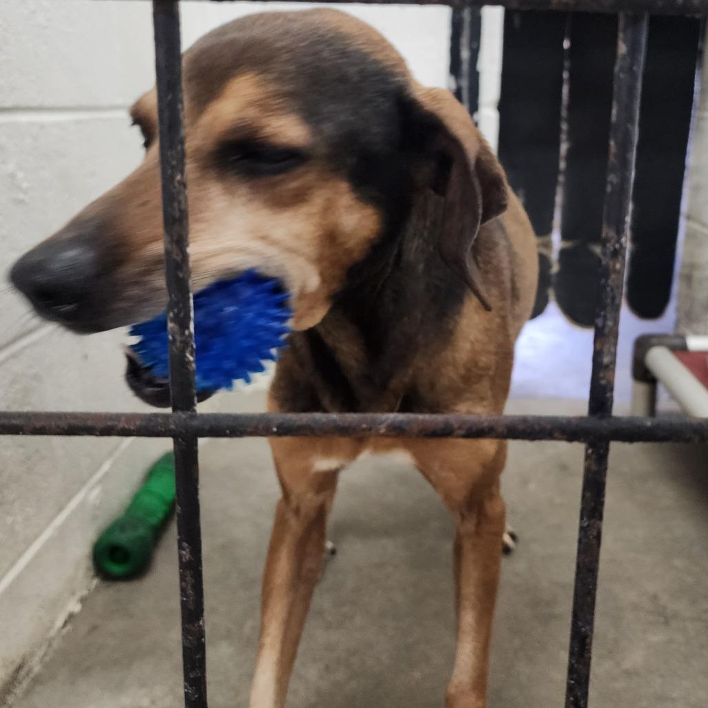 Enlarge Rufus, a Adoptable Mountain Cur in Evensville, TN image 6/6