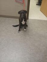 Sky 58896651 Labrador Retriever Dog