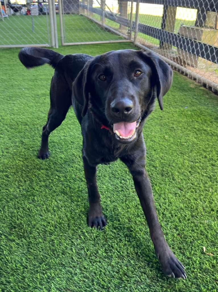 Enlarge Banzai, a Adoptable mixed breed in Sherborn , MA image 1/4