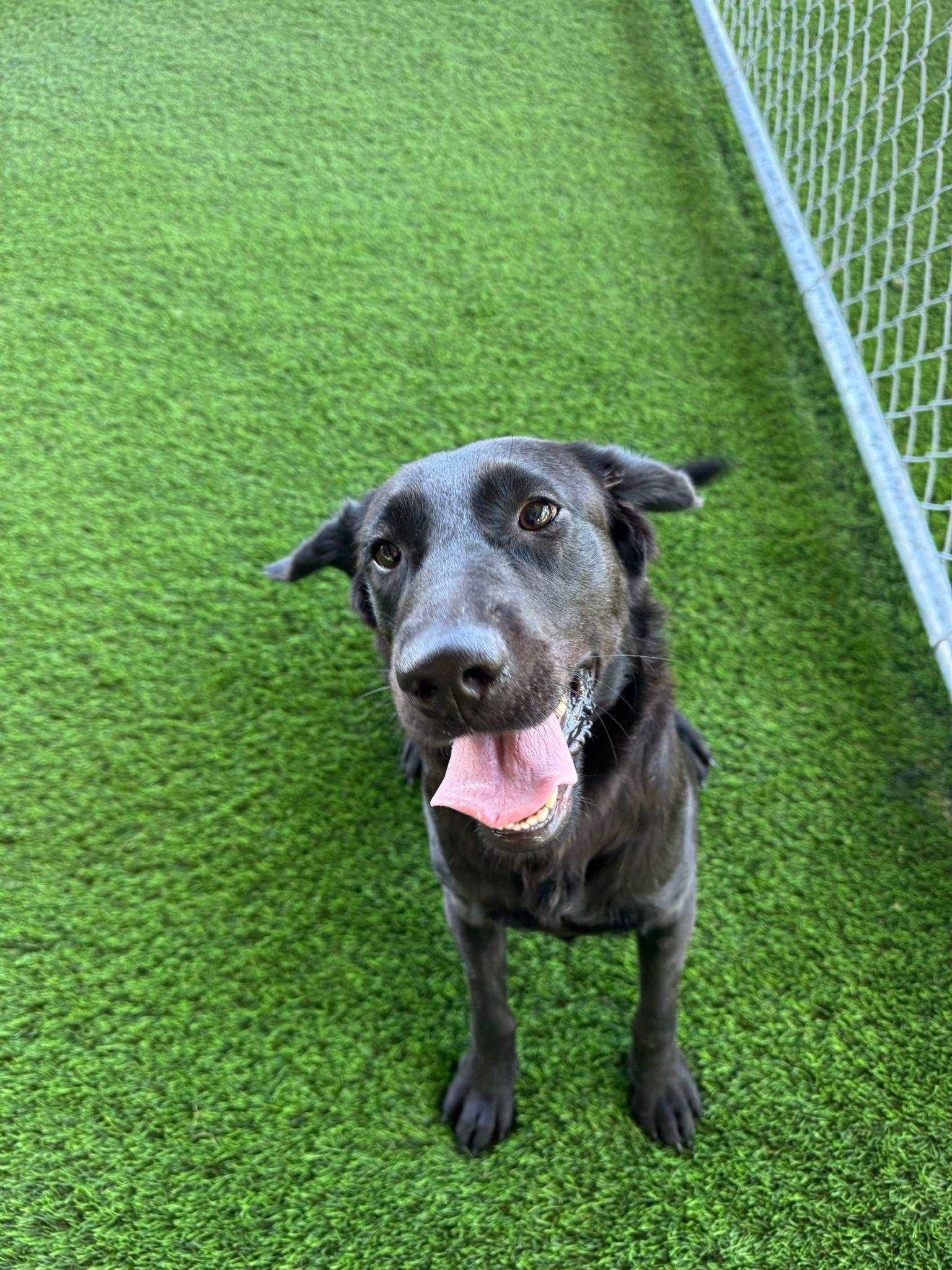 Enlarge Banzai, a Adoptable mixed breed in Sherborn , MA image 3/4