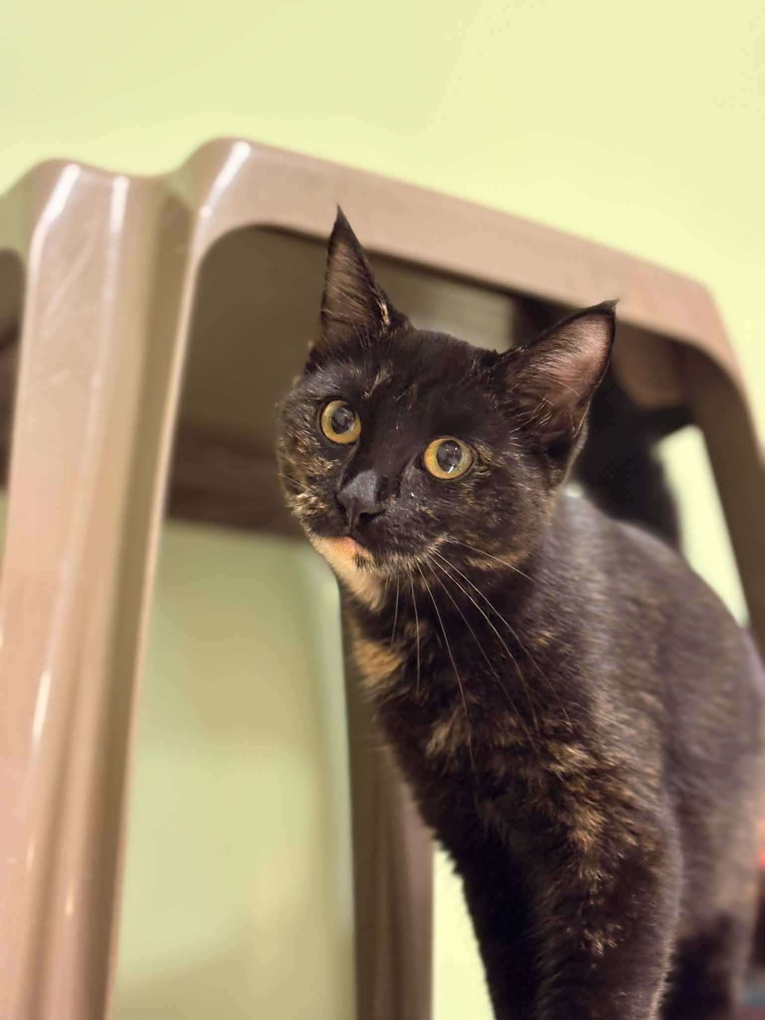 Iris, Adopted, Young Female Domestic Short Hair.