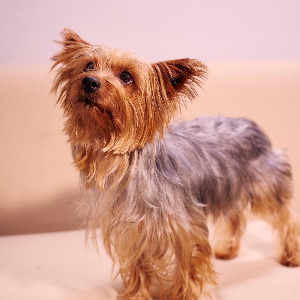 Enlarge Durango, a Adoptable Yorkshire Terrier in Chaska, MN image 1/6