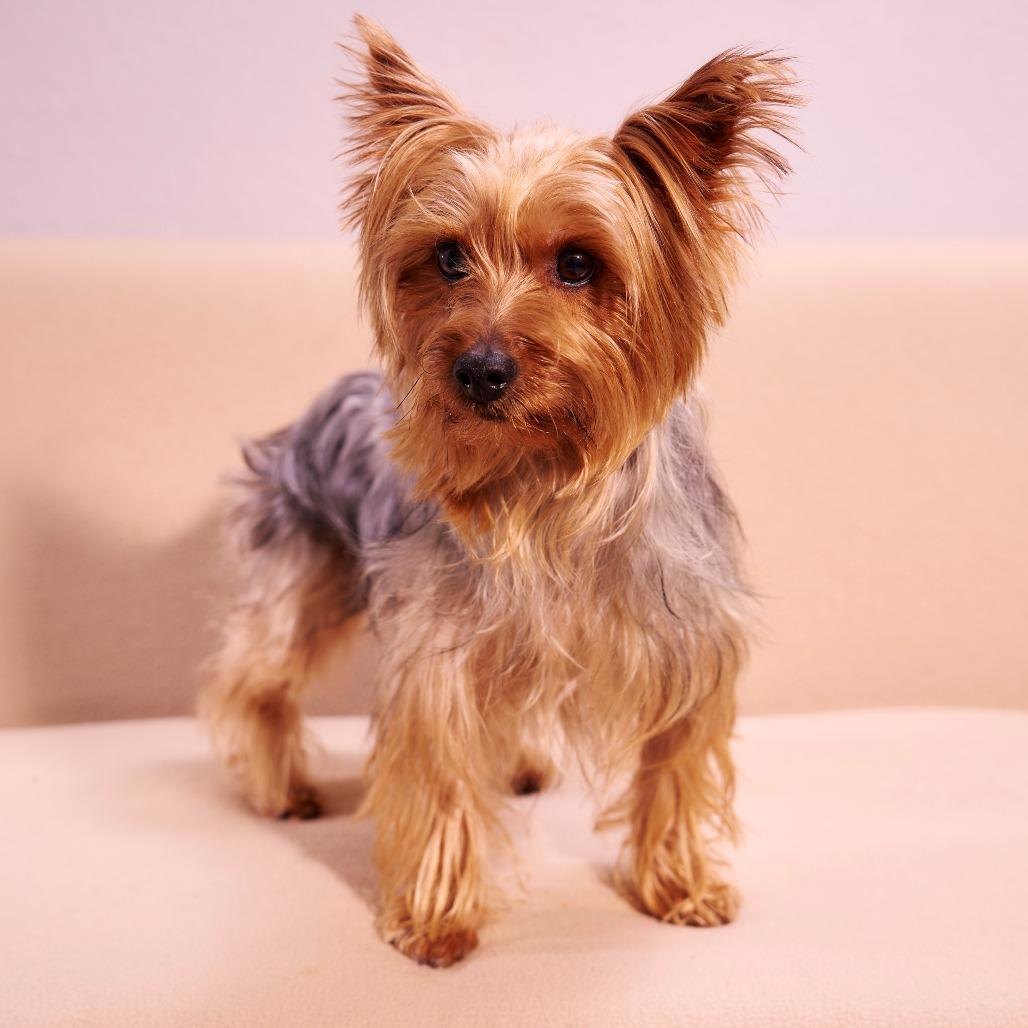 Enlarge Durango, a Adoptable Yorkshire Terrier in Chaska, MN image 2/6