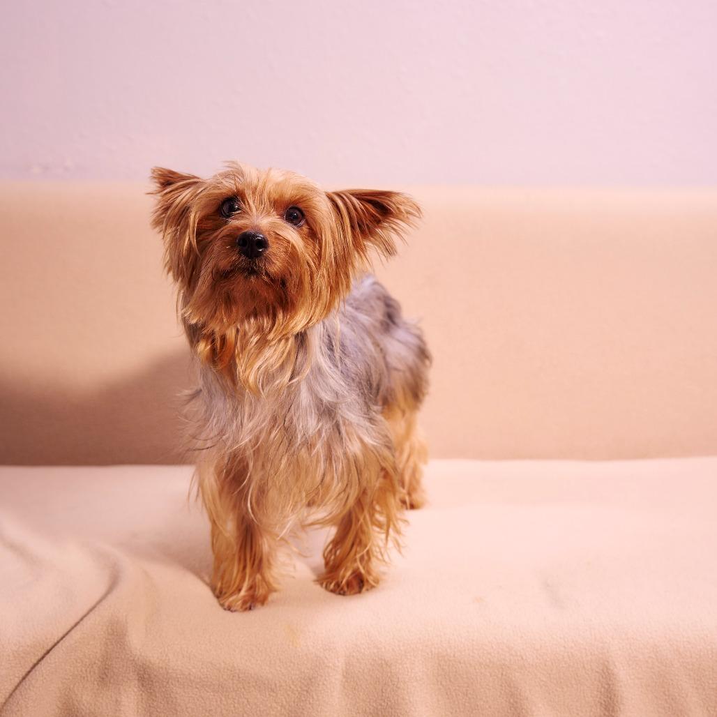 Enlarge Durango, a Adoptable Yorkshire Terrier in Chaska, MN image 3/6