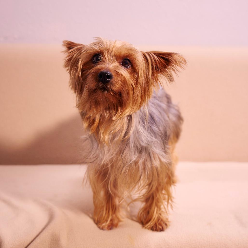 Enlarge Durango, a Adoptable Yorkshire Terrier in Chaska, MN image 4/6