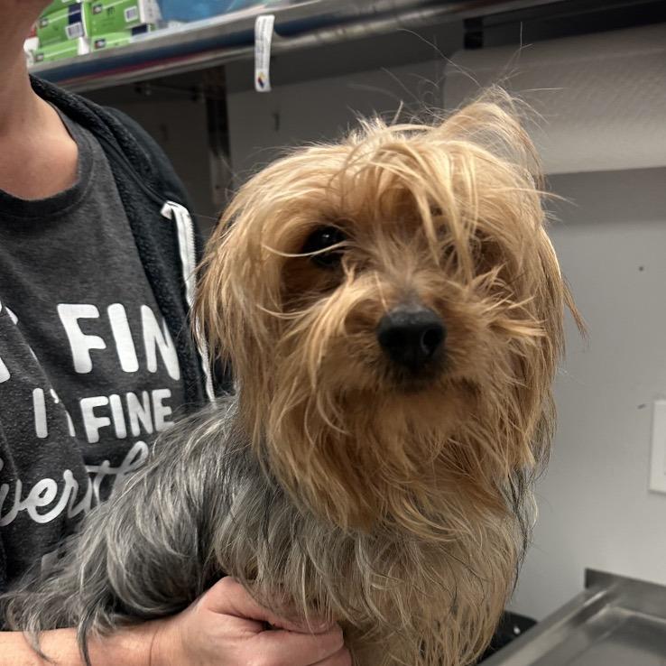 Enlarge Durango, a Adoptable Yorkshire Terrier in Chaska, MN image 5/6