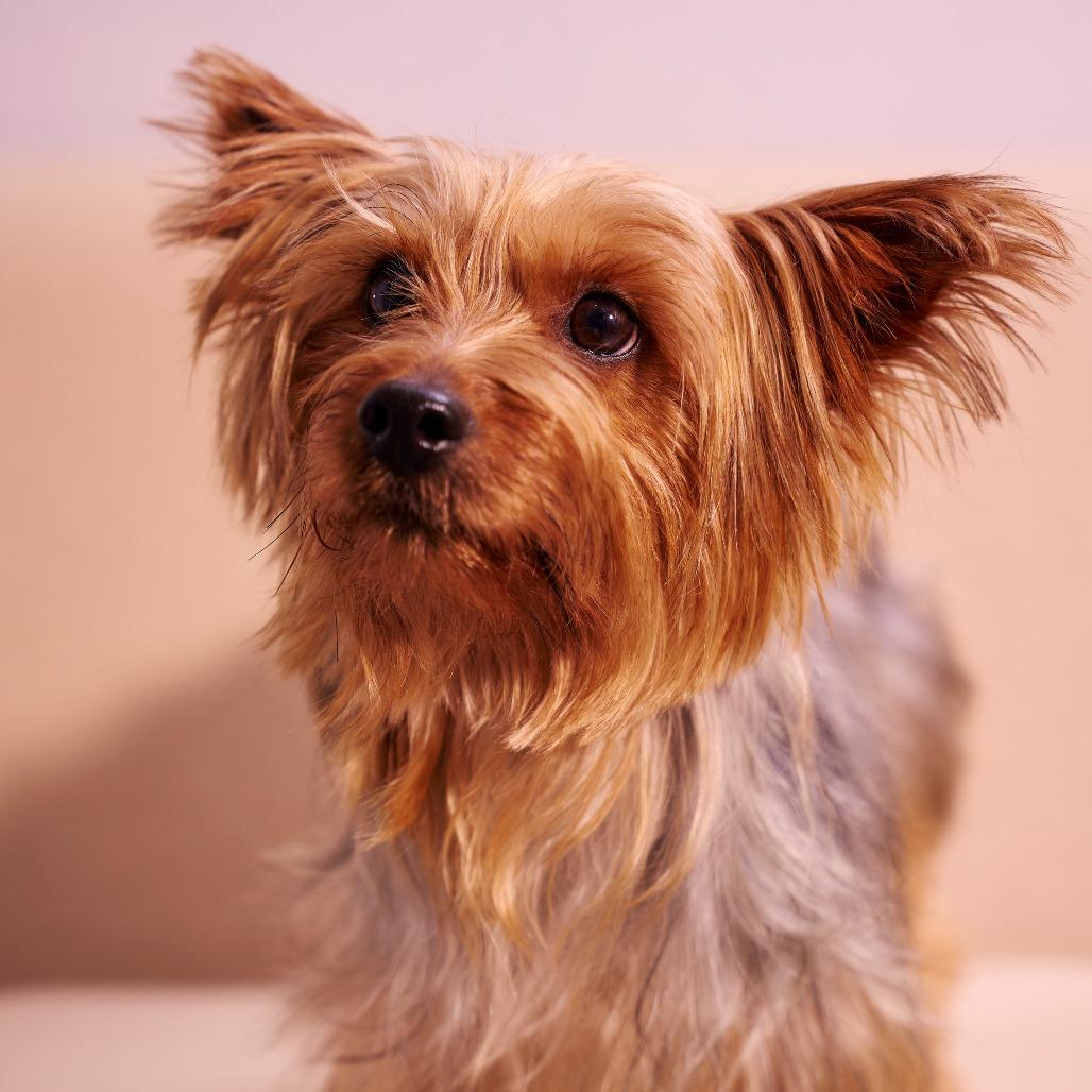 Enlarge Durango, a Adoptable Yorkshire Terrier in Chaska, MN image 6/6