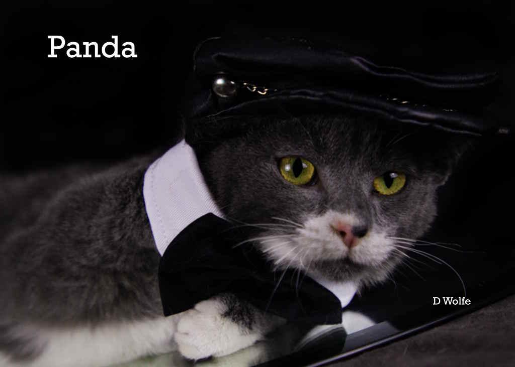 Enlarge Pandemonium (Panda), a Adoptable Domestic Short Hair in York, NE image 3/4