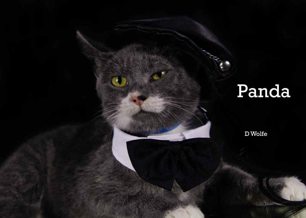 Enlarge Pandemonium (Panda), a Adoptable Domestic Short Hair in York, NE image 1/4